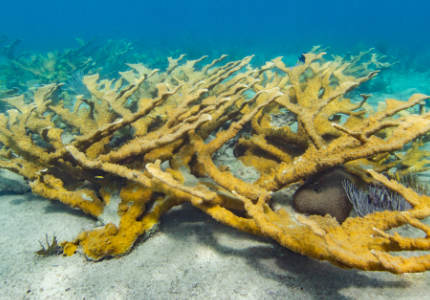 Magnificent Elkhorn Coral Habitat